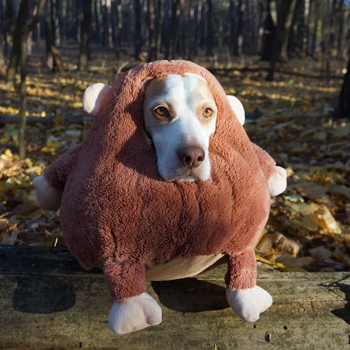 Meet Maymo, The Cute Beagle That Loves Playing Dress Up