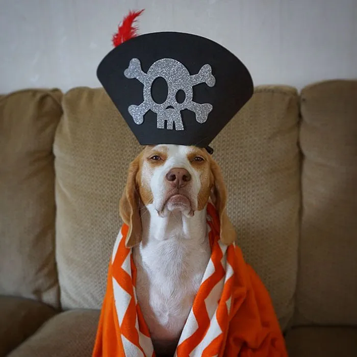 Meet Maymo, The Cute Beagle That Loves Playing Dress Up