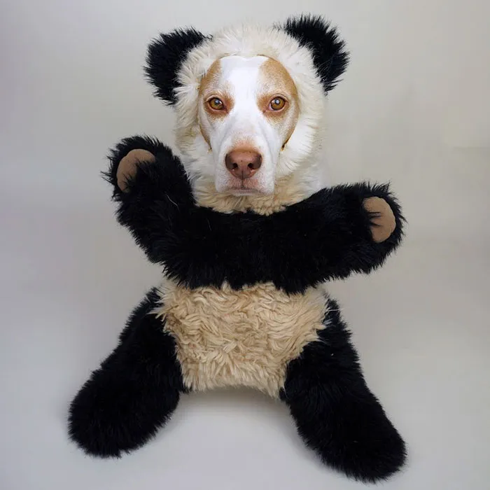 Meet Maymo, The Cute Beagle That Loves Playing Dress Up