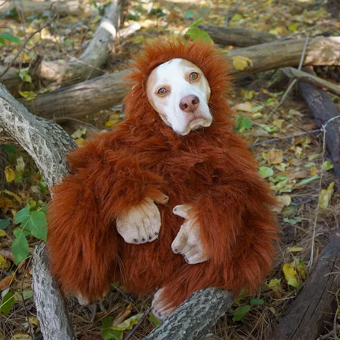 Meet Maymo, The Cute Beagle That Loves Playing Dress Up