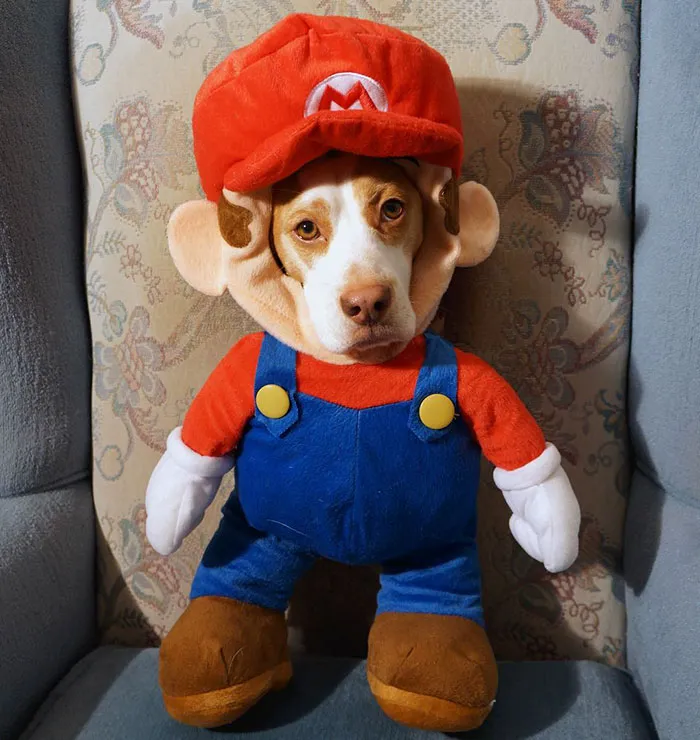 Meet Maymo, The Cute Beagle That Loves Playing Dress Up