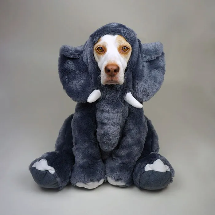 Meet Maymo, The Cute Beagle That Loves Playing Dress Up