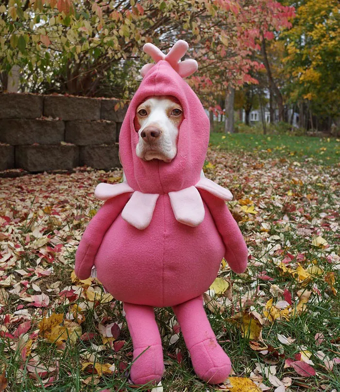 Meet Maymo, The Cute Beagle That Loves Playing Dress Up