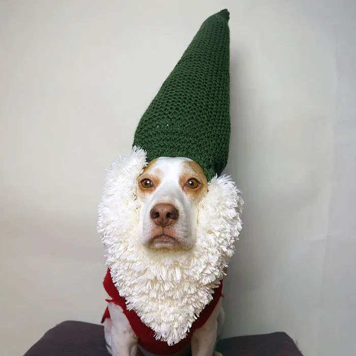 Meet Maymo, The Cute Beagle That Loves Playing Dress Up