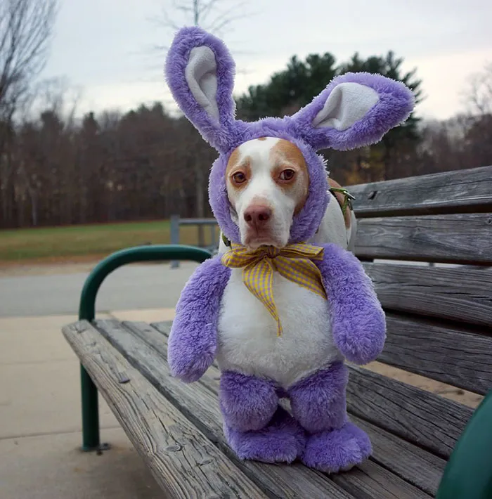 Meet Maymo, The Cute Beagle That Loves Playing Dress Up