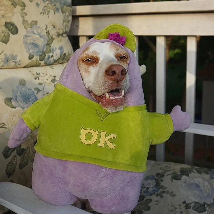 Meet Maymo, The Cute Beagle That Loves Playing Dress Up