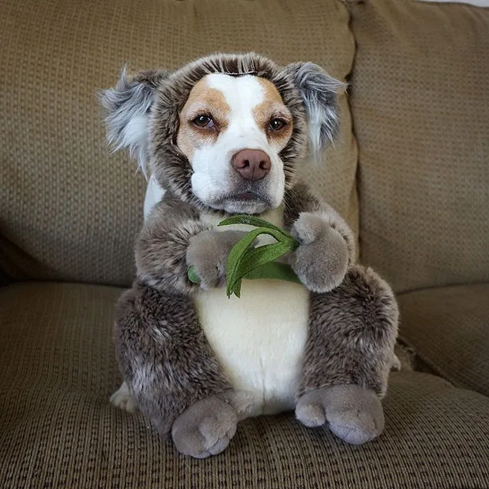Meet Maymo, The Cute Beagle That Loves Playing Dress Up