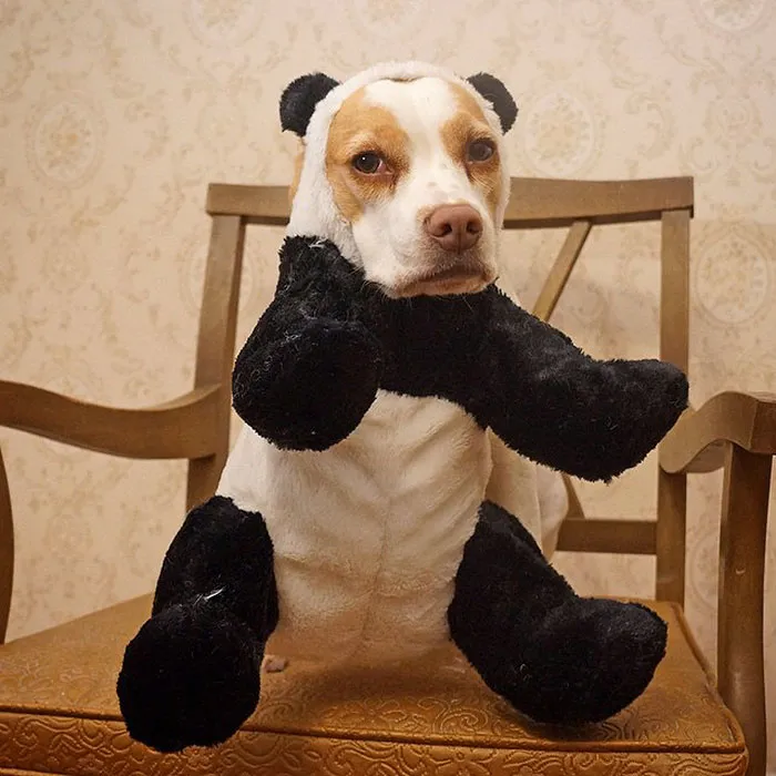 Meet Maymo, The Cute Beagle That Loves Playing Dress Up