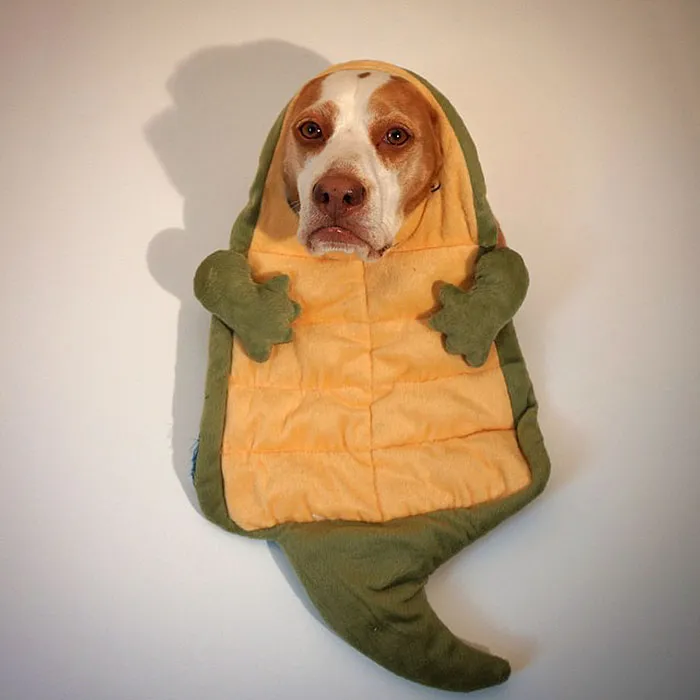 Meet Maymo, The Cute Beagle That Loves Playing Dress Up