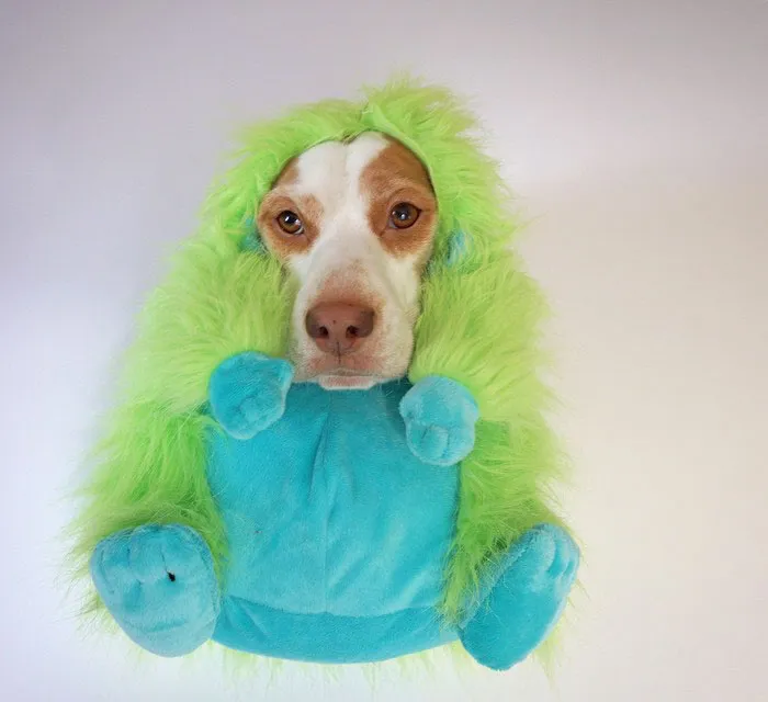 Meet Maymo, The Cute Beagle That Loves Playing Dress Up