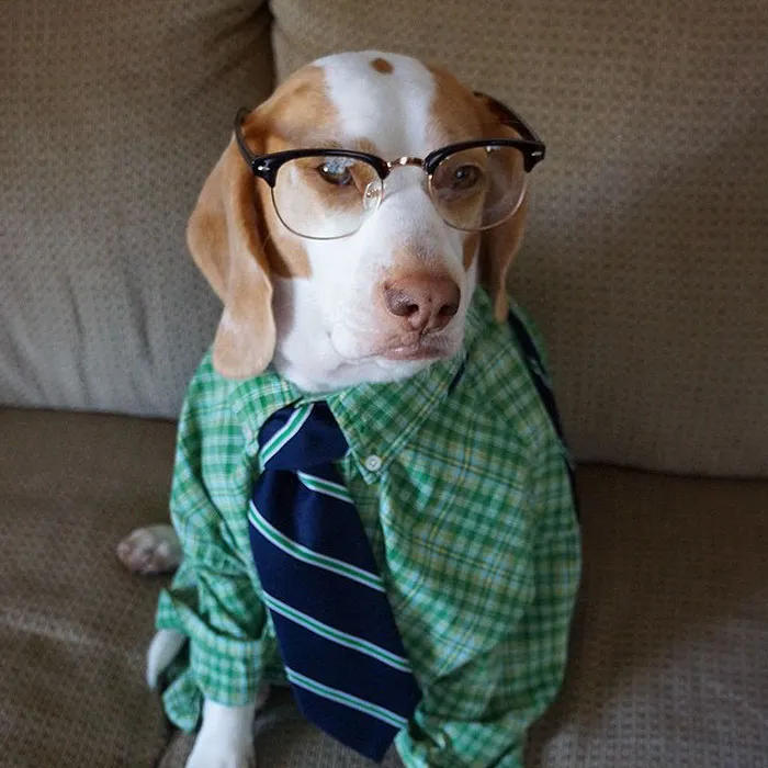 Meet Maymo, The Cute Beagle That Loves Playing Dress Up