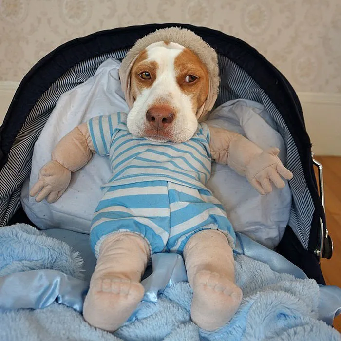 Meet Maymo, The Cute Beagle That Loves Playing Dress Up