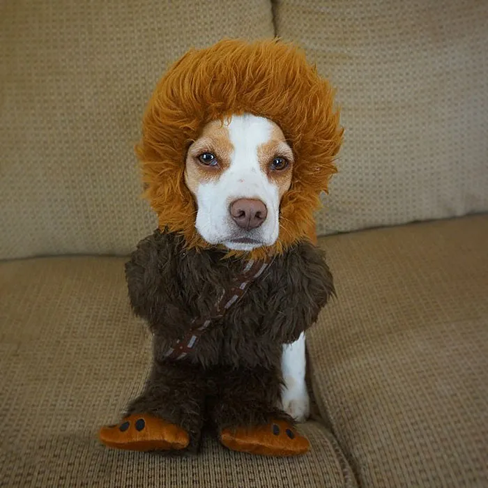 Meet Maymo, The Cute Beagle That Loves Playing Dress Up