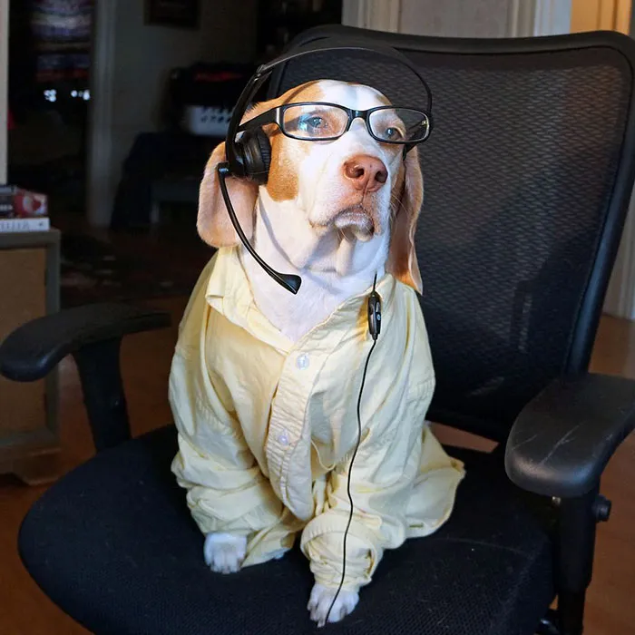 Meet Maymo, The Cute Beagle That Loves Playing Dress Up