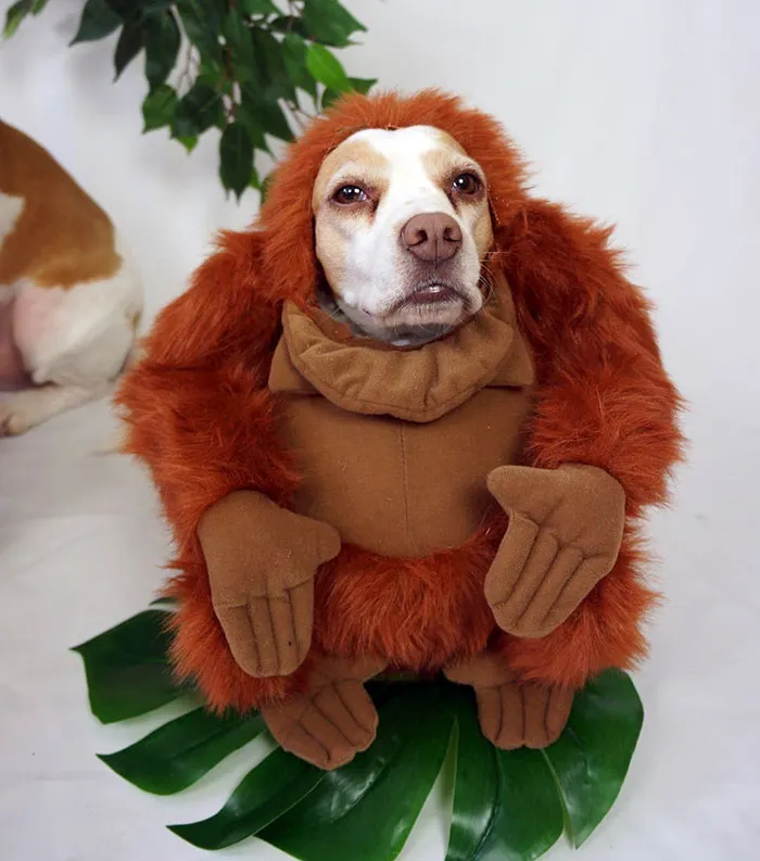 Meet Maymo, The Cute Beagle That Loves Playing Dress Up