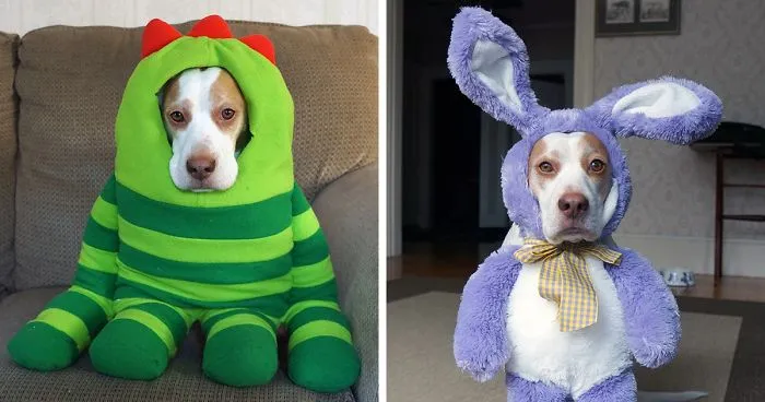 Meet Maymo, The Cute Beagle That Loves Playing Dress Up