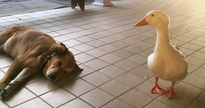 After This Dog's Best Friend Died, He Was Depressed For 2 Years But Then This Duck Showed Up