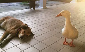 After This Dog's Best Friend Died, He Was Depressed For 2 Years But Then This Duck Showed Up