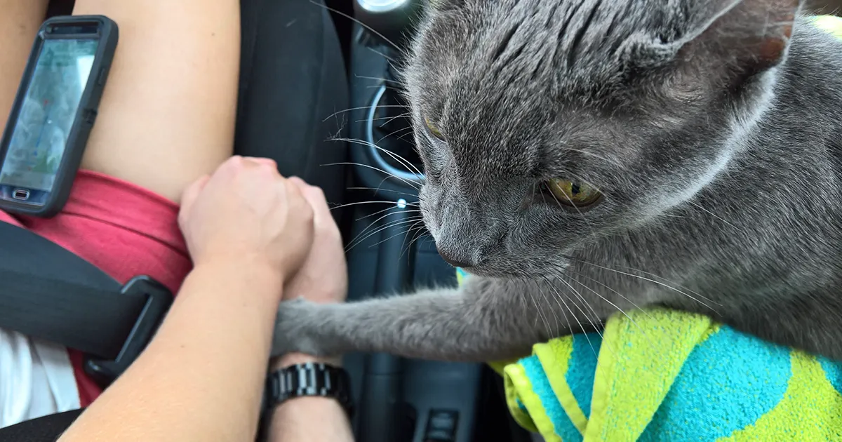 Dying Cat Holds His Owners' Hands On Their Final Trip