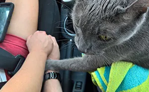Dying Cat Holds His Owners' Hands On Their Final Trip
