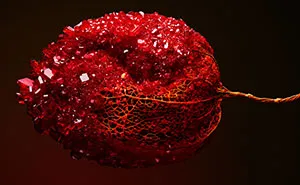 Encrusting Flora With Stabilised Crystals