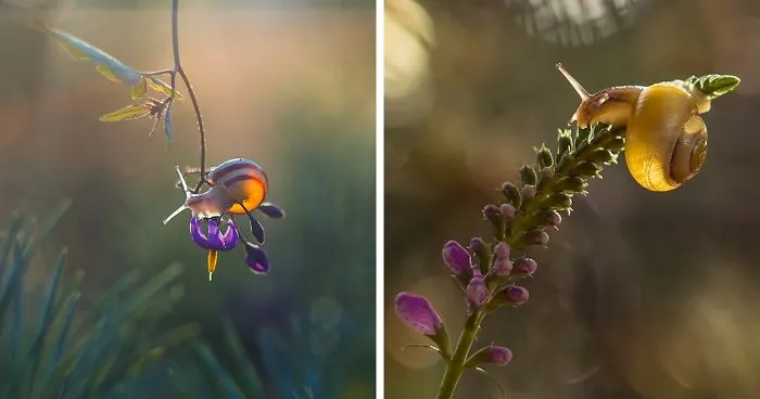 I Photographed Fairy-Tale World Of Snails In Poland