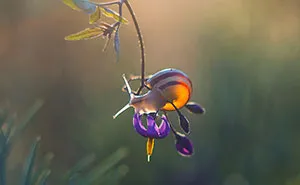 I Photographed Fairy-Tale World Of Snails In Poland