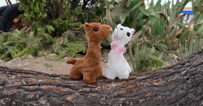 Jax And Lovey Share Alpaca Adventures