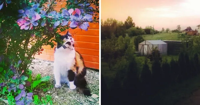 I Capture The Beauty Of Rural Lithuania (And Sometimes My Cat) With A Crappy Camera
