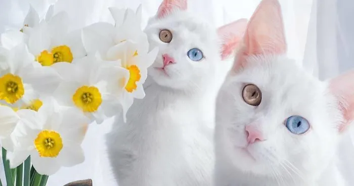 Meet The Most Beautiful Twin Cats In The World
