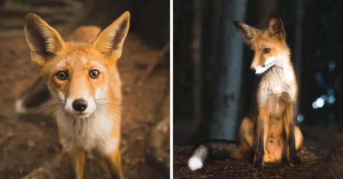 I Documented My Encounter With Fantastic Mr. Fox