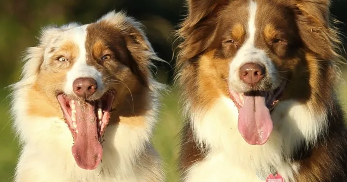 Dog Photobombs Every Picture