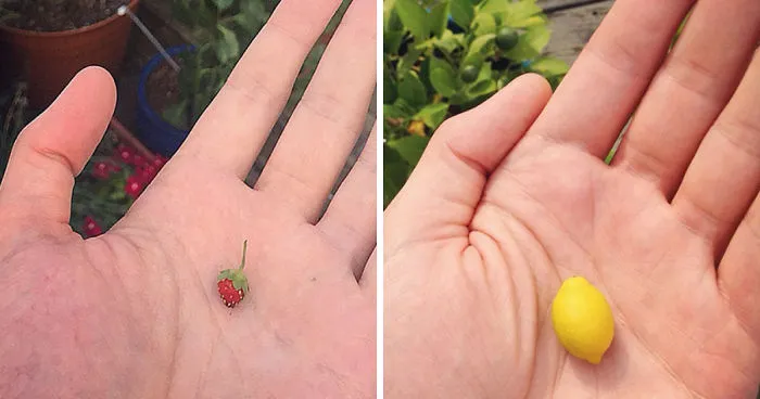 Not Trying To Brag, But I've Got Strawberries Growing As Big As Lemons Over Here