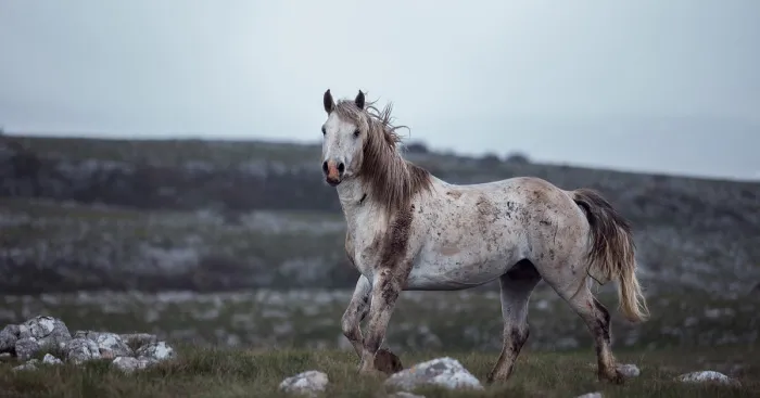 I Photographed Wild Horses Finding Peace On The Wild Side