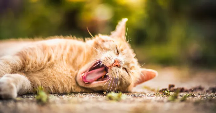 I Spend My Summer Photographing Cats