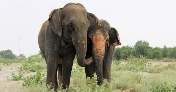 10 Reasons To Love Elephants This World Elephant Day!