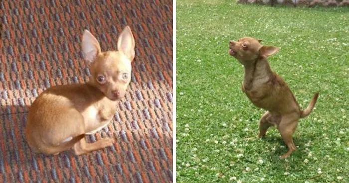 My Name Is Pee-Wee And I'm A 2-Legged Chihuahua