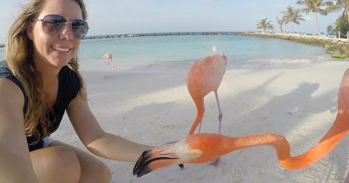 This Beach In Aruba Is Full Of Friendly Pink Flamingos