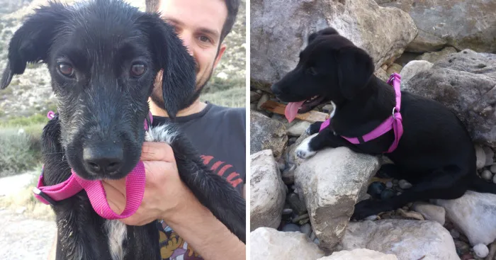 Meet Liza, The Adopted Stray Dog Who Is Crazy For Water