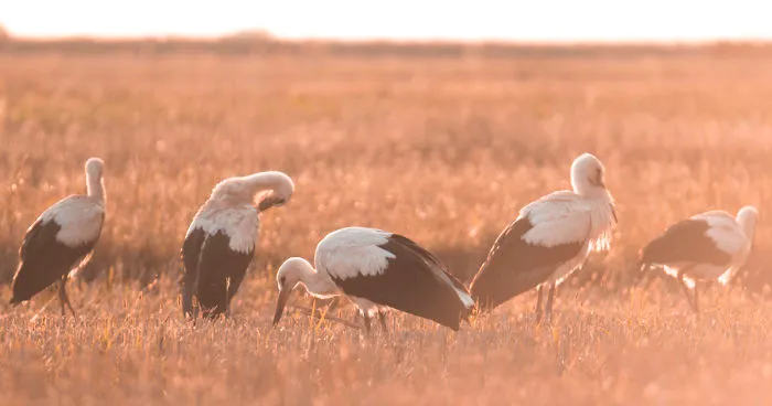 I Show The Diversity Of Polish Nature Through Photography
