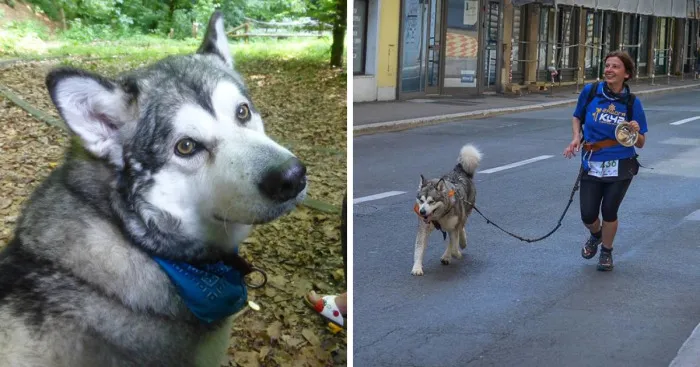 Meet Sljemenka, The Dog With Runner's Heart