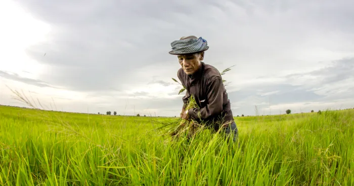 Agriculture Is The Ancient Culture Of Cambodia