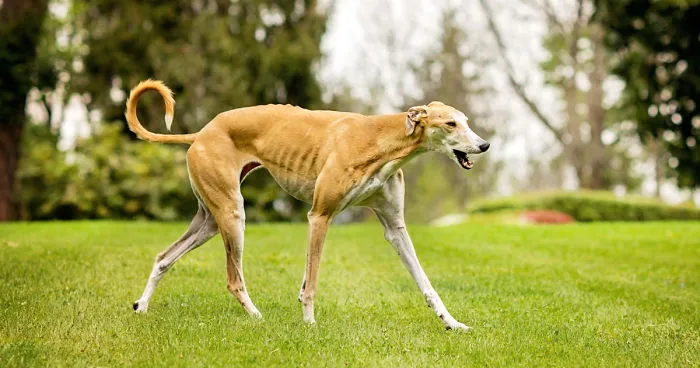 I Photographed Abused Spanish Hunting Dogs To Help Rescue More Of Them