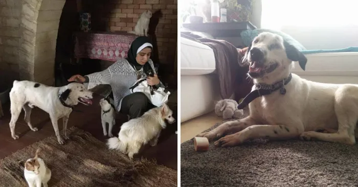 This Dog Nearly Died On The Streets Of Egypt Until He Was Rescued And Brought To Canada