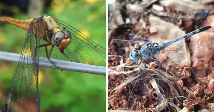 I Am In Love With Dragonflies... Thanks To My Phone