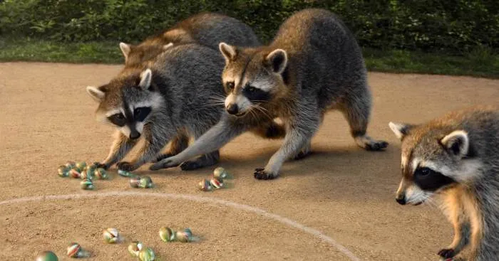 Game On For A Brat Pack Of Raccoons
Or A Fun Way To Lose Your Marbles