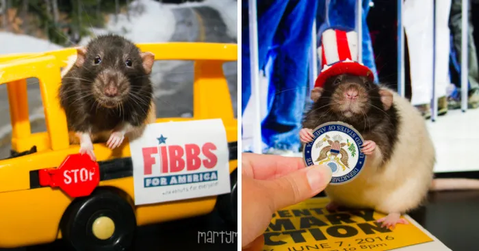 Vote Fibbs - The Best Candidate For President In This Crazy Election