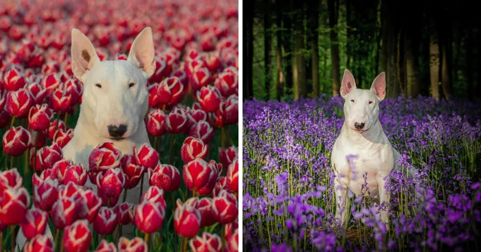 Meet Claire, My Bull Terrier Who Loves To Pose In Flower Fields