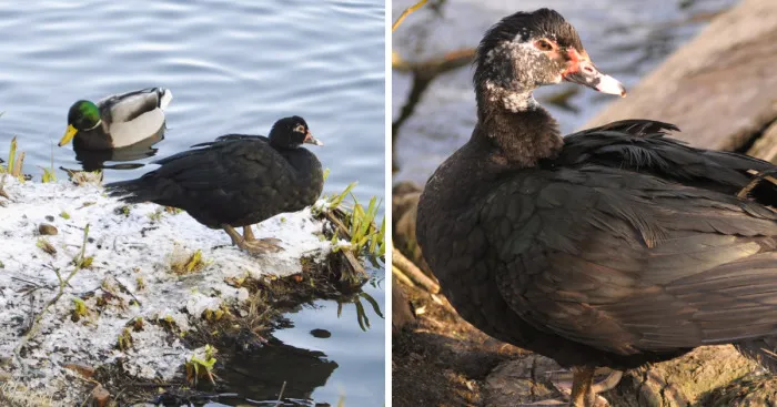 Meet The Friendliest Duck On Earth