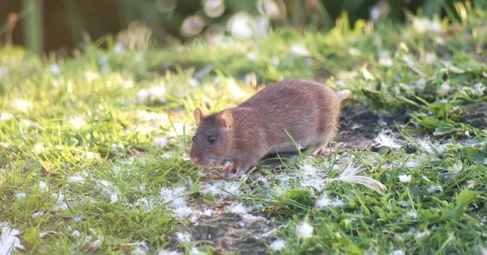 I've Been Stalking Two Little City Mouses For Days To Capture Them Playing